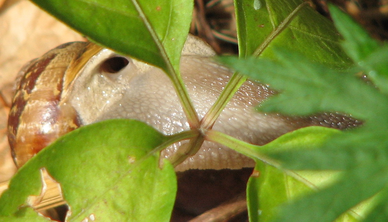 Helix  pomatia ??